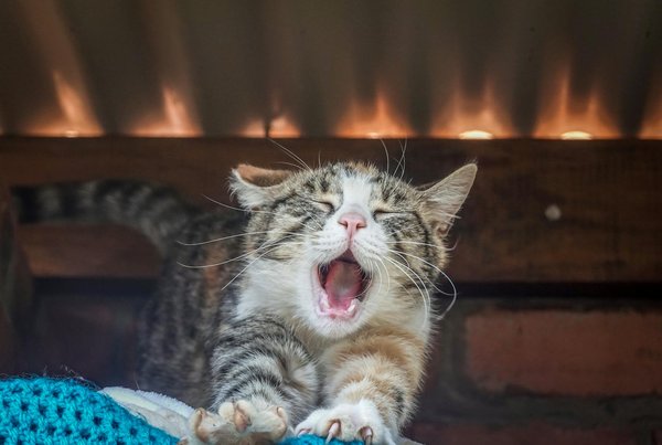 Animalcompanionshipnetwork