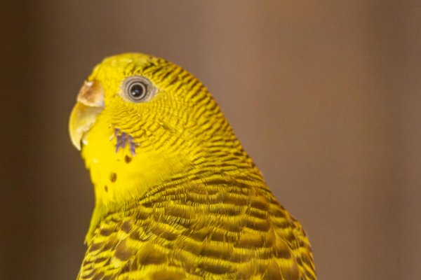 Comment les ours polaires utilisent-ils leur sens de l'odorat pour chasser dans l'Arctique?