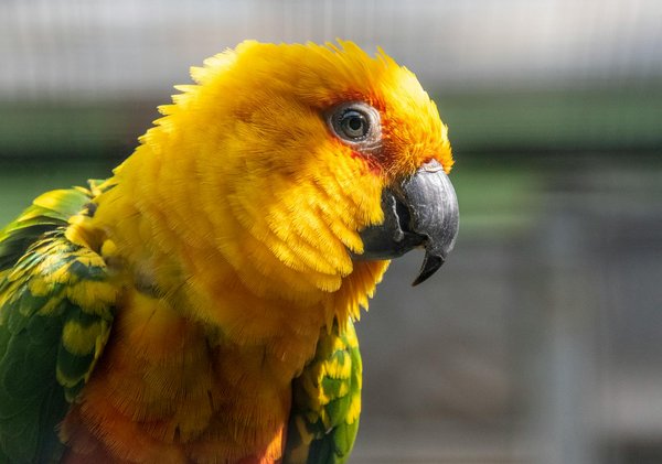 Litière automatique pour chat : le bonheur d'un foyer propre