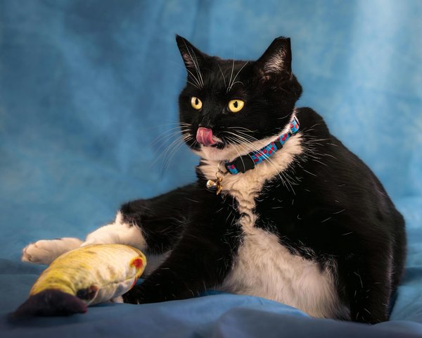 Quelles sont les meilleures méthodes pour éduquer un chat sans le punir ?