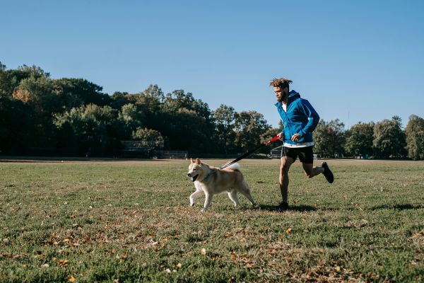 Comment évaluer et ajuster le programme d'exercice de mon chien en fonction de son poids ?