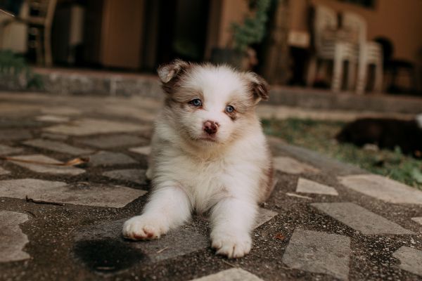 Comment identifier les signes de douleur chez un chiot qui vient d'arriver à la maison ?