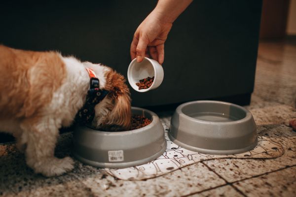 Comment la promotion d'une alimentation durable peut-elle influencer la santé des animaux de compagnie ?