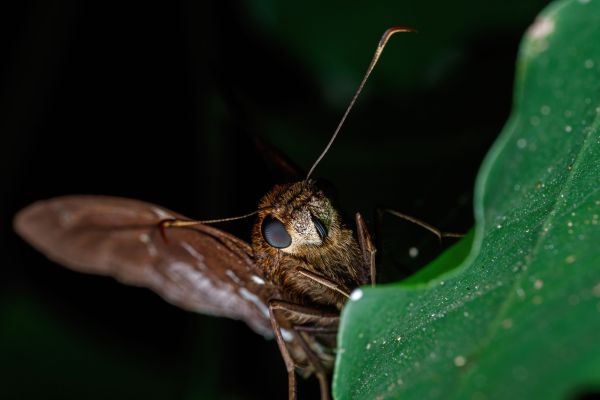 Comment les insectes nocturnes s'adaptent-ils aux variations de lumière dans leur habitat?