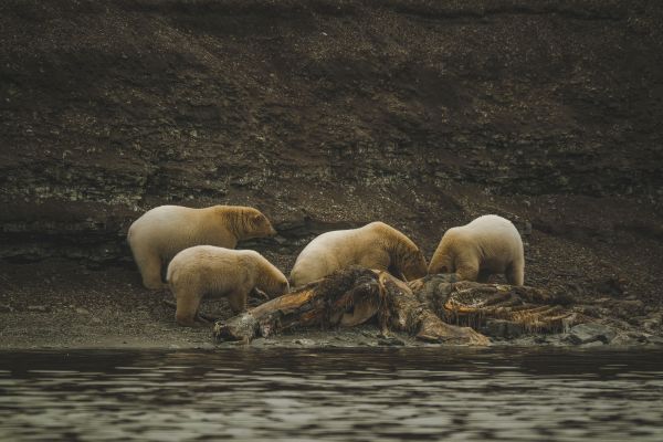 Comment les ours polaires utilisent-ils leur sens de l'odorat pour chasser dans l'Arctique?