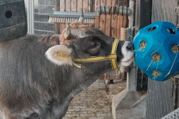 Comment les programmes d'enrichissement peuvent-ils améliorer la qualité de vie des animaux en captivité ?