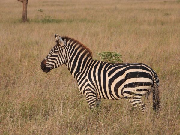 Comment les zèbres utilisent-ils leurs motifs de rayures pour se camoufler dans la savane?