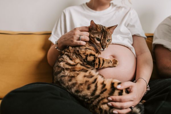 Comment préparer votre chat à l'arrivée d'un bébé dans la maison ?