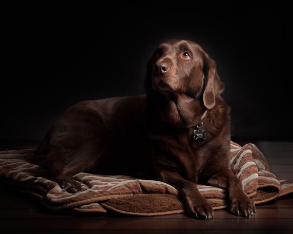 Les tapis pour chien : confort et style pour votre fidèle ami