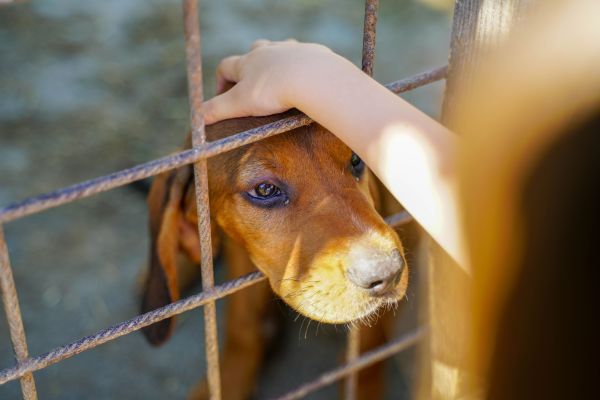 Quelles sont les considérations à prendre en compte lors de l'adoption d'un chien de refuge ?