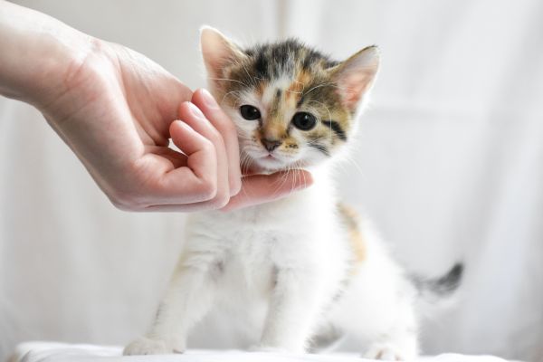 Quelles sont les erreurs courantes à éviter lors de l'adoption d'un chat ?