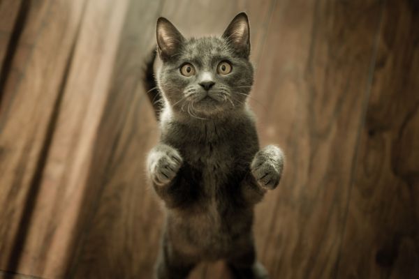 Quelles sont les meilleures méthodes pour éduquer un chat sans le punir ?