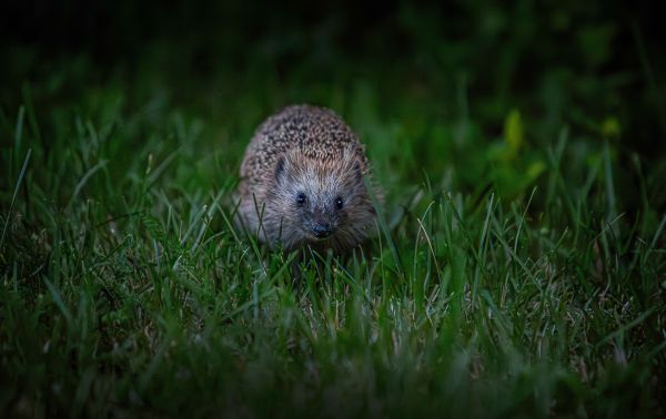 Quels sont les effets de l'éclairage nocturne sur le comportement des animaux nocturnes ?